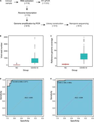 Rapid and Accurate Detection of SARS Coronavirus 2 by Nanopore Amplicon Sequencing